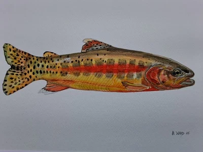 California Golden Trout Original watercolor 8"x10"  in 11x14" acid free Matt - Image 1 of 4
