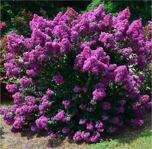 PURPLE FLOWERING CREPE MYRTLE TREE 500 SEEDS LAGERSTROEMIA INDICA BULK WHOLESALE - Picture 1 of 5
