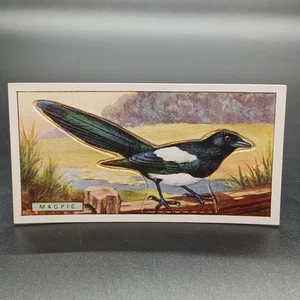 1920s Ogden's Birds Press-Outs MAGPIE Antique Tobacco Cigarette Card - Picture 1 of 2