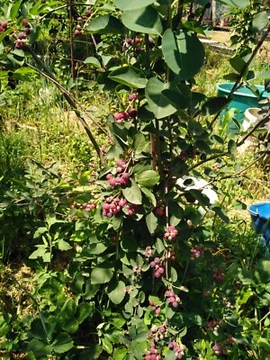 Amelanchier Lamarckii Smoky - Raisin Tree - Shrub - Cuttings and Seeds - Image 1 of 3