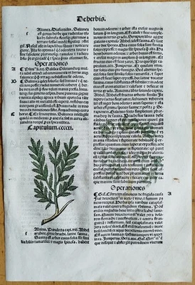 Post Incunable Leaf Hortus Sanitatis Colored Woodcuts Botany (K) - 1511 - Image 1 of 2