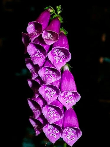 1.000 Samen Digitalis purpurea, Roter Fingerhut - Bild 1 von 1