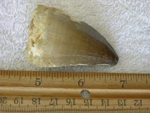 Dinosaur fossil teeth Jumbo Mosasaurus FD05 - Picture 1 of 2