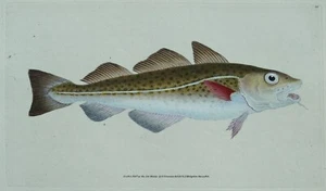 Antiker Fischdruck COD Original Donovan Vintage alter handkolorierter Stich 1808 - Bild 1 von 2