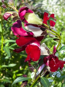 Night and Day Snapdragon Seeds (Antirrhinum majus) 100 Seeds - Picture 1 of 8