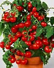 Tomato Totem 15+ Seeds Masses Of Fruit Heirloom Container Vegetable Easy Grow