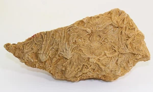 Crinoids, Pentacrinus tuberculatus, Jura, Sinemur, Heinsch, Arlon, Belgium -c72 - Picture 1 of 5