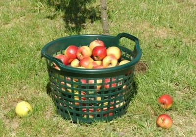 Floraworld Gartenkorb Kunststoff 15 kg Tragekorb Erntekorb Gemüsekorb Obstkorb - Bild 1 von 2