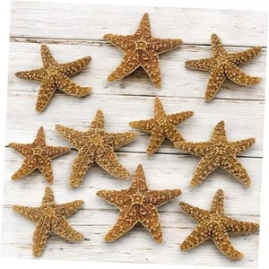 Real Starfish Décor -pcs - 4" - 6" Large Starfish for Crafts, Beach House 10 - Picture 1 of 6