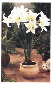 Postal publicitaria Jewel Amaryllis in Pot Michigan Bulb Co 1997 - Imagen 1 de 2