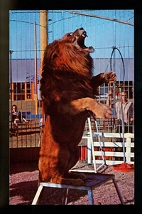 Circus postcard Sarasota, Florida FL Circus Hall of Fame Lion chrome - Picture 1 of 2