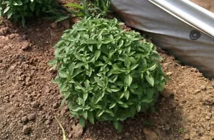 Basil Spicy Globe 100 -5000 Seeds compact shrubs ideal for patio containers! - Picture 1 of 4