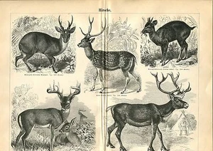Vieux Tableau - Thème " Cerf " De 1895 (BE-2) - Imagen 1 de 1