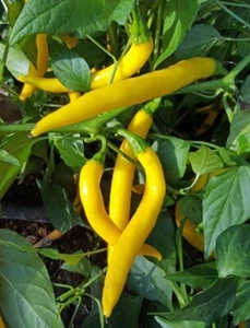 20x Golden Cayenne | Non-GMO Organic Hot Pepper Seeds | FREE SHIP - Picture 1 of 1