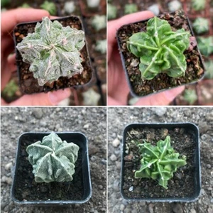 4PCS 5CM Succulent Cactus Plant Astrophytum Myriostigma Pentagonal Walnut Plant - Picture 1 of 12