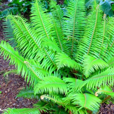 10 sistemas de raiz de samambaia de Natal, Adaga de Natal - Polystichum acrostichoides - Imagem 1 de 4