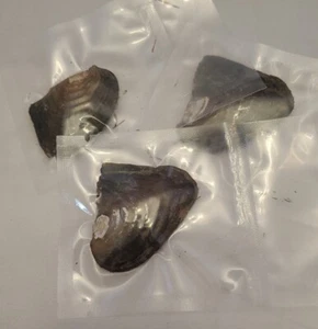 Tres ostras de agua dulce envasadas al vacío. Estas ostras pueden tener múltiples perlas - Imagen 1 de 1