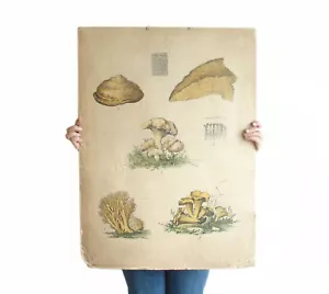 POSTER GRAFICO DA PARETE EDUCATIVO FUNGHI BOTANICI TEDESCHI ANTICO ORIGINALE - Foto 1 di 7