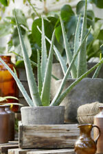 Aloe Vera Cactis&Succulents