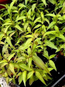 4 x Vietnamese Coriander Laksa Leaves Daun Kesom, Kesum Herb Plant 9cm pot - Picture 1 of 8