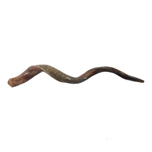 Vendita Shofar per corno kudu yemenita Chofar 50" -127 cm mezzo naturale taglia molto rara - Foto 1 di 10