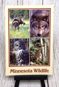 Minnesota Wildlife Wolf Owl Moose Deer MN Postcard - Picture 1 of 4