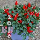 Chili Pepper Ornamental Prairie Fire Capsicum Annuum 100 Seeds Garden Vegetable