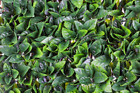 100 X 200cm Gardenia Leaf Wonderwal Expanding Garden Trellis Screen