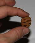 Metasequoia Pine Cone - Dinosaur Age Hell Creek Cretaceous Fossil Simply Superb