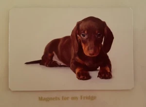 DACHSHUND PUPPY/DOG PHOTO FRIDGE MAGNET - M14 CCA - Picture 1 of 1