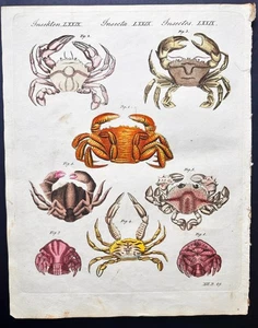 Bertuch seltener antiker handkolorierter botanischer Druck von 1810: verschiedene Krabbenarten 2 - Bild 1 von 2