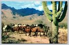 Postcard Wild Horse Roundup American West Desert Scene Cactus
