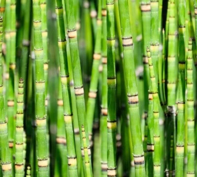 Esquejes de plantas de bambú enanas para crecer - Equisetum - Planta acuática cola de caballo Foto 1 de 3