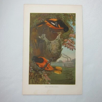 Antigua litografía con estampado de aves Baltimore Birds Ornithology 1882 Foto 1 de 4