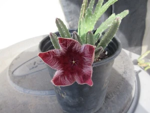 Stapelia Grandiflora Cactus Red Flowers Starfish Plant - Picture 1 of 2