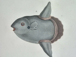 1822 UNGEWÖHNLICH SCHÖNER ORIGINALFISCH / OSTRACION BICUSPIS / DIODON MOLA & AFINGA - Bild 1 von 4