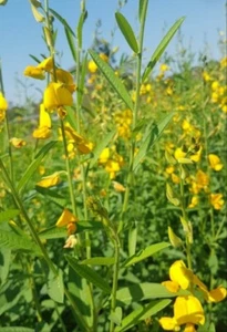 TROPIC SUN Sunn Hemp SEEDS 300+ Grow for Tortoise Iguana Livestock feed Goats - Picture 1 of 3