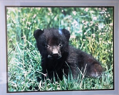 Bear Cub Framed Matted Picture Ken Jenkins Photography-Signed New 1/400 RARE - Image 1 of 4