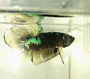 Live Betta Fish HMPK Avatar Yellow Green Copper Male  (CODE : ( I 3) )