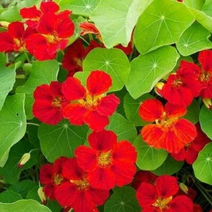 Kapuzinerkresse Feuerglobus - Tropaeolum nanum - 5+ Samen - Samen - Ed 045 - Bild 1 von 1