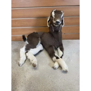 FHAB12 - Cabra Toggenburg - Montaje de cuerpo completo - Imagen 1 de 6