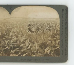 Tabakfeld in KY Kentucky Keystone Stereoview - Bild 1 von 3