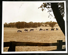 1953 Kentucky Race Horse Farm Vintage Photo 8x10 B&W Film Horses Lexington KY