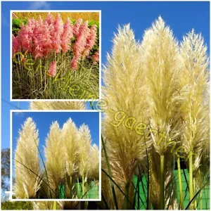 PAMPASGRAS WEIß & ROSA MIX WINTERHART CORTADERIA 100 SAMEN - Bild 1 von 1