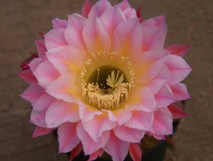 Echinopsis Hybride Echinopsishybride " PAR60.2011.US.2  " 2,6cm x 3cm - Bild 1 von 2