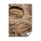 A5 - Fossil Trilobite Dinosaur Print 14.8x21cm 280gsm #45062