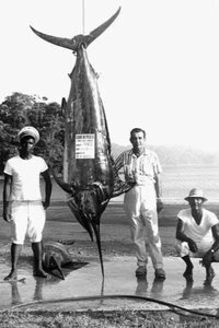 E. K. Harry With Black Marlin At Club De Pesca 1965 4x6 Foto  - Bild 1 von 1