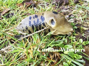 Set of 5 Greeting Cards - "Pacific Northwest Slug" - Free Shipping - Picture 1 of 2
