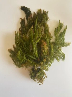 (1) Hornwort Live Aquarium Plant- Perfect for Goldfish Tanks and Ponds!