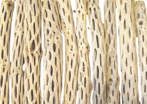 50 9" Prewashed Cholla Wood Pieces | Aquarium | Terrarium | Organic - Picture 1 of 4